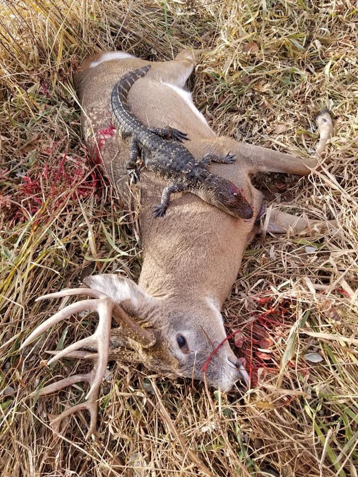 deerhuntingmag's tweet photo. An 🐊 in Minnesota⁉️ Cory Klocek killed this 10-pointer during the Minnesota gun opener. As he was tracking the deer, he looked down to find a 3-foot alligator 10 feet in front of him. 🤯 The game warden said he could shoot and keep the gator. 2020 has been quite the year! https://t.co/xGCRpbeHqX