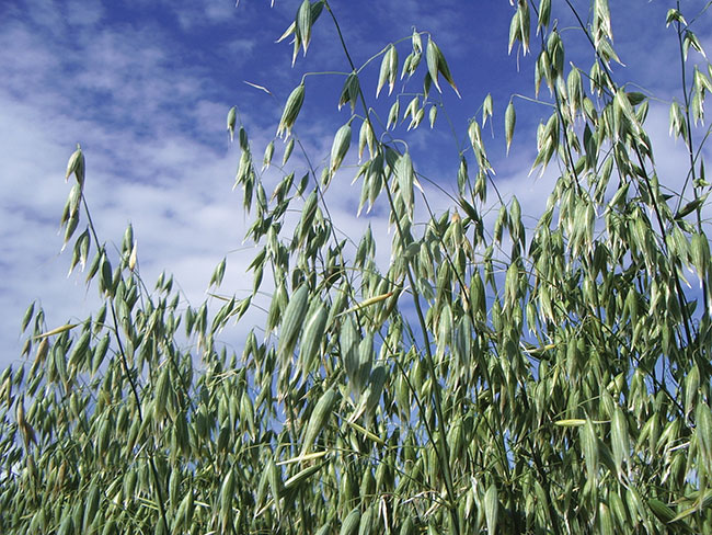 TopCropMag's tweet image. As demand for quality milling oats expands, growers are looking to improve their bottom line and yields. Bill May of @AAFC_Canada discusses the results of a recent two-year study on fungicide application and N rates on grain yield and #oat quality.

ow.ly/RPyd50CbDnT