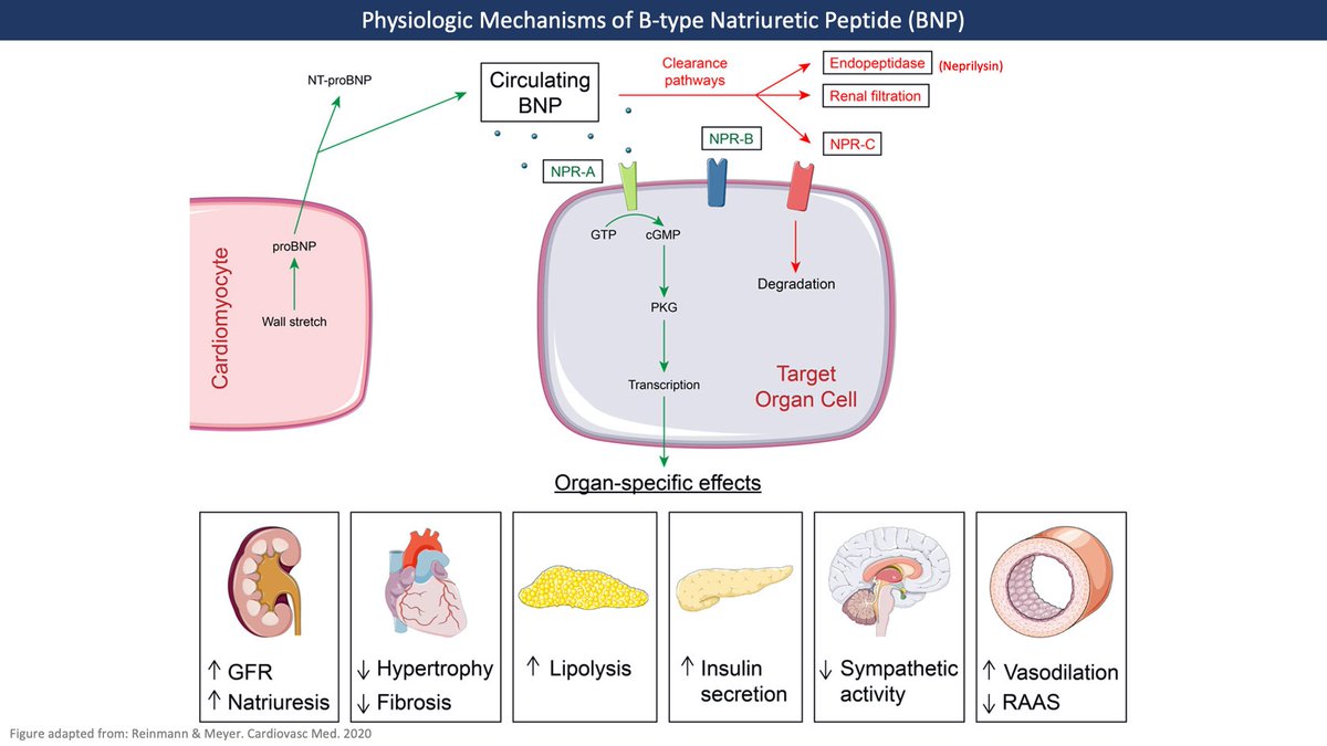 3/BNP is a hormone secreted in response to ventricular wall stretch. It binds to natriuretic peptide receptor A (NPR-A) which  cGMP in various tissues to exert MANY effects including: Natriuresis RAAS sympathetic tone& so much more! https://cardiovascmed.ch/article/doi/cvm.2020.02095