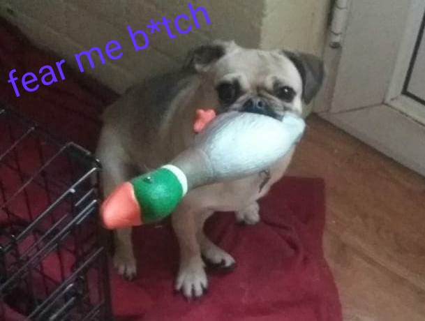MissDeBus_'s tweet photo. Here's a pic of my dog https://t.co/zSce1xDDol