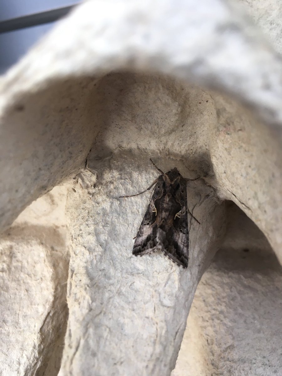 limeypomme's tweet photo. Silver Y, first moff out the trap. #MothWatch https://t.co/RGEK91wKnK