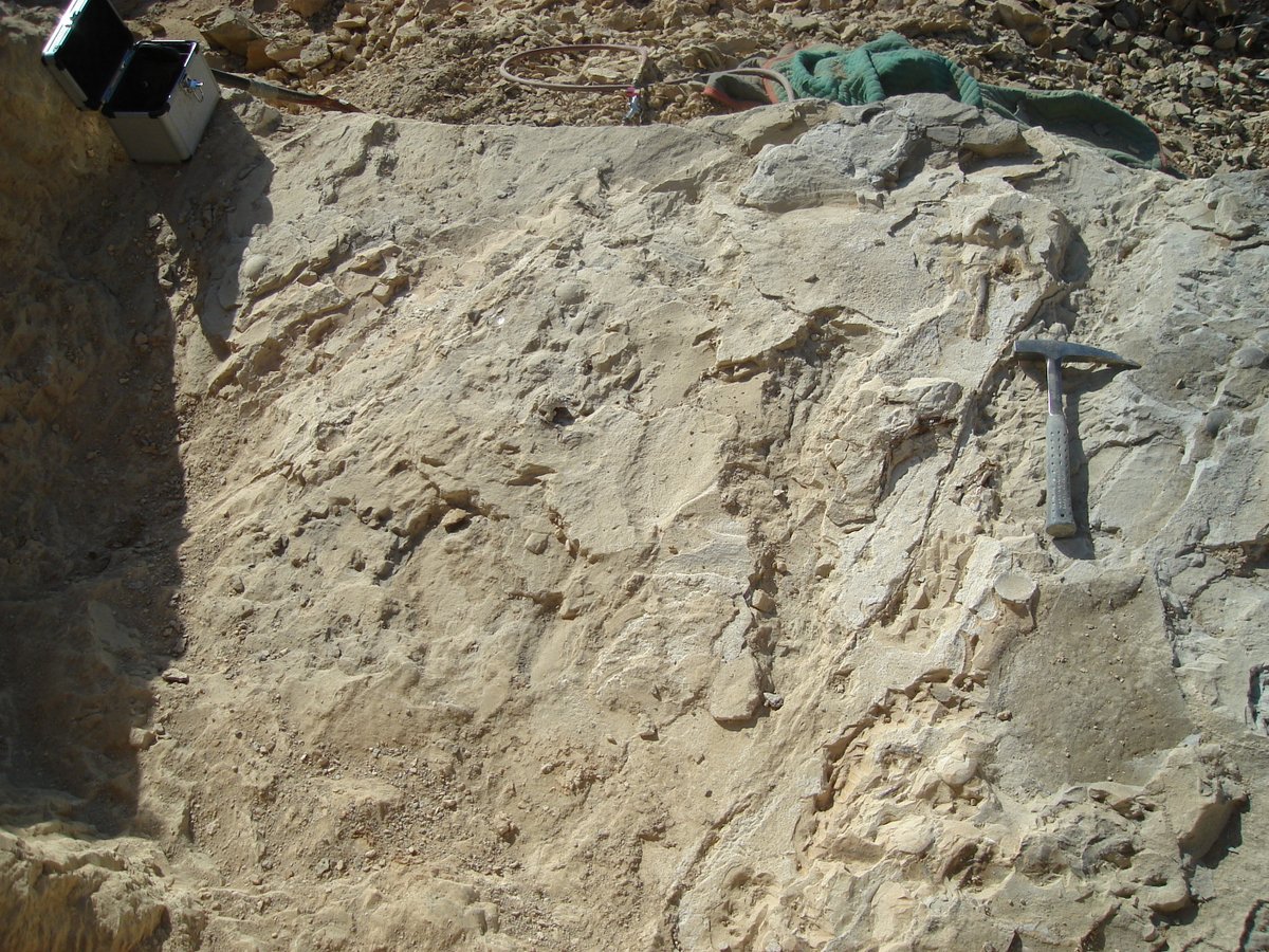 LOOK AT AL THOSE BONES! OK, I'll give it to you, this is why field mapping in Kansas doesn't really work. We wait till we get back to the lab and map the prepared jackets.Foamy the Rock Hammer for scale.