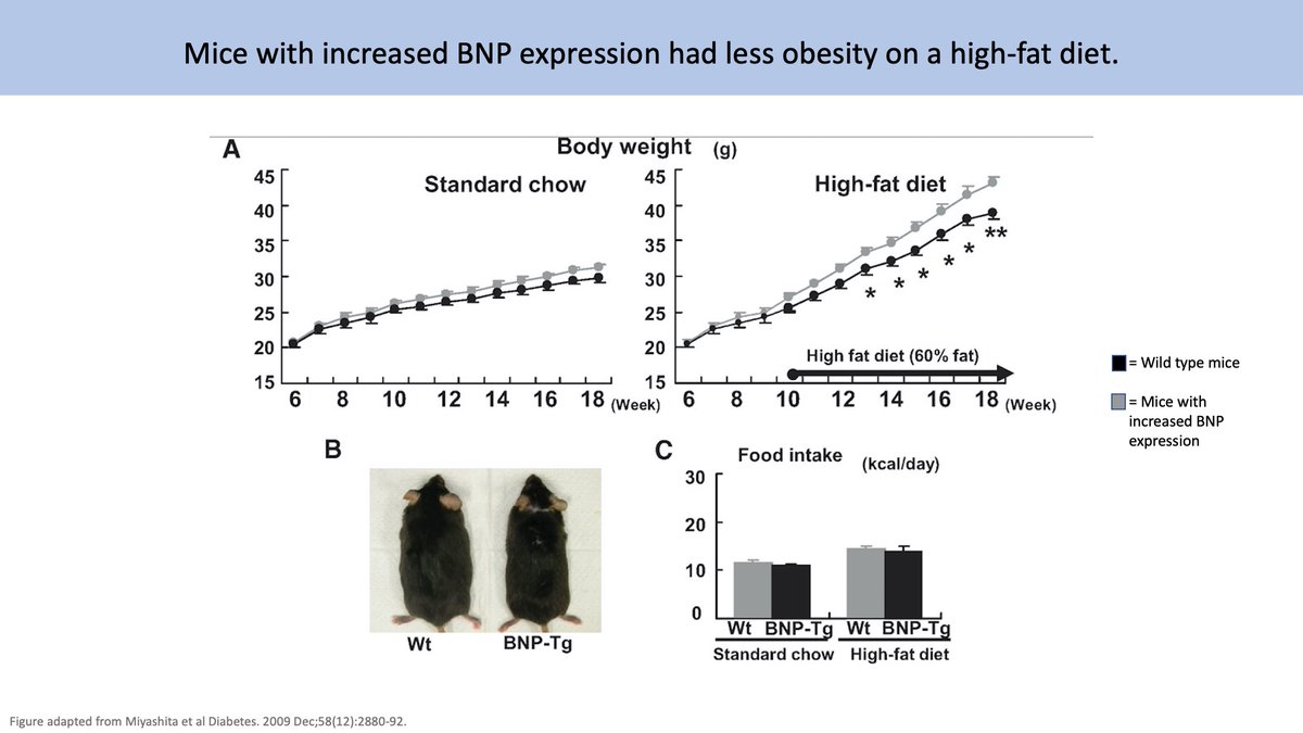 16/This is supported by a study of BNP transgenic mice which found that  BNP levels led to  mitochondrial metabolic activity & size while  BNP levels led to more obesity. This theory merits its own tweetorial, but we'll leave this here for now. https://pubmed.ncbi.nlm.nih.gov/19690065/ 