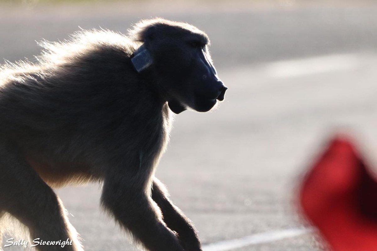 Eranu's tweet photo. Kataza, George, &amp; so many more ... the face &amp; life, of Cape Town baboons! @CityofCT @Our_DA @alanwinde @BarbaraCreecy_  @TableMountainNP @CapeNature1 @NCCenviron hands off George, we are watching! 
#BaboonsOfCapeTown
#StopKillingourBaboons
#ReviewBaboonManagementStrategyNow https://t.co/bIWKbDRcxv