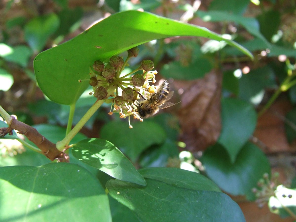 Las abejitas preparándose para el invierno recolectando polen de la yedra! 
#miel #apicultura #abejas