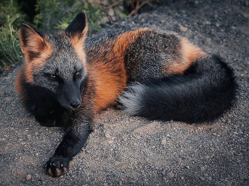 ScribeFlash's tweet photo. Le renard noir est une animal très rare  et d’une beauté incroyable https://t.co/JpZoe0LDsc