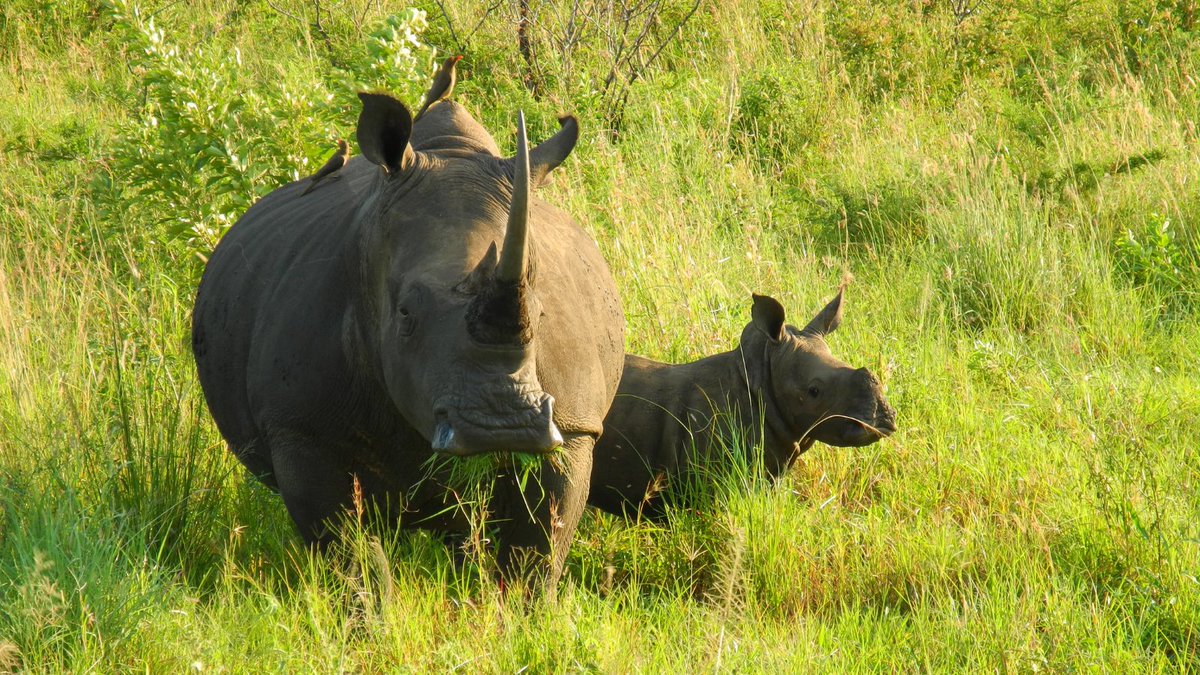 Rhinos are relying on all of us. As Covid-19 wiped out tourism, funding destined for rhinos has been lost. Rangers can protect rhinos, and they urgently need your support to keep going. Donate to support rhino conservation during the #RhinoCovid19Crisis lght.ly/2ao7io5