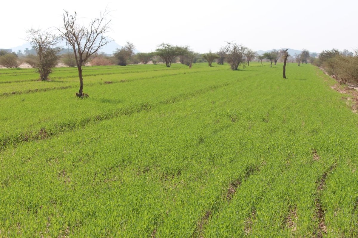 ثروة حقيقة وتربة خصبة