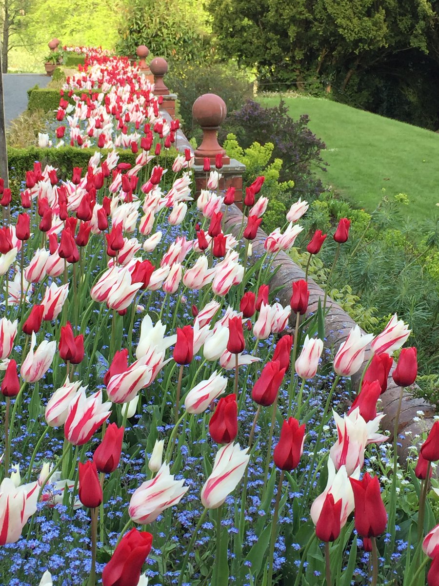 HergestG's tweet photo. We plant about 1800 tulip bulbs along the Terrace ... here are this year's going in, with a reminder of how glorious they have looked in previous years! #tulips #springbulbs #lookingforward https://t.co/Cc1rkGGa0H