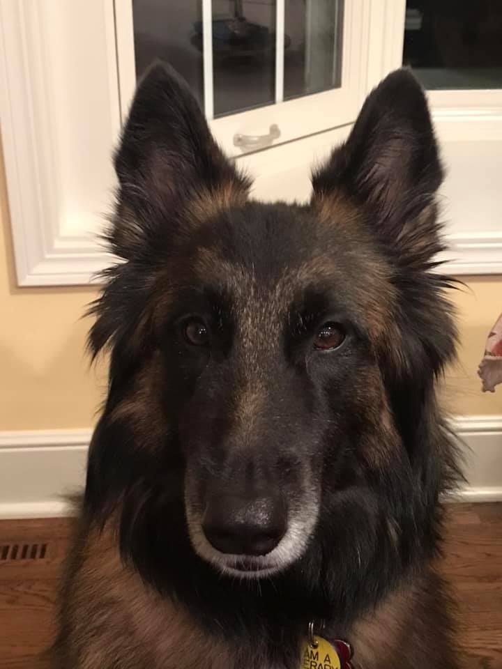 TherapyDogsInt's tweet photo. #TDIDogsWorkingFromHome
#KeepingInTouch
#VisitingInADifferentWay
This is Sophie’s begging face. Very intense! https://t.co/J4oTqLIuvs