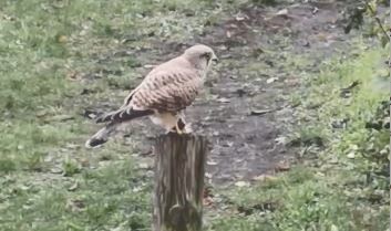 Wo in der City West die Falken fliegen berlin.de/-ii1019633