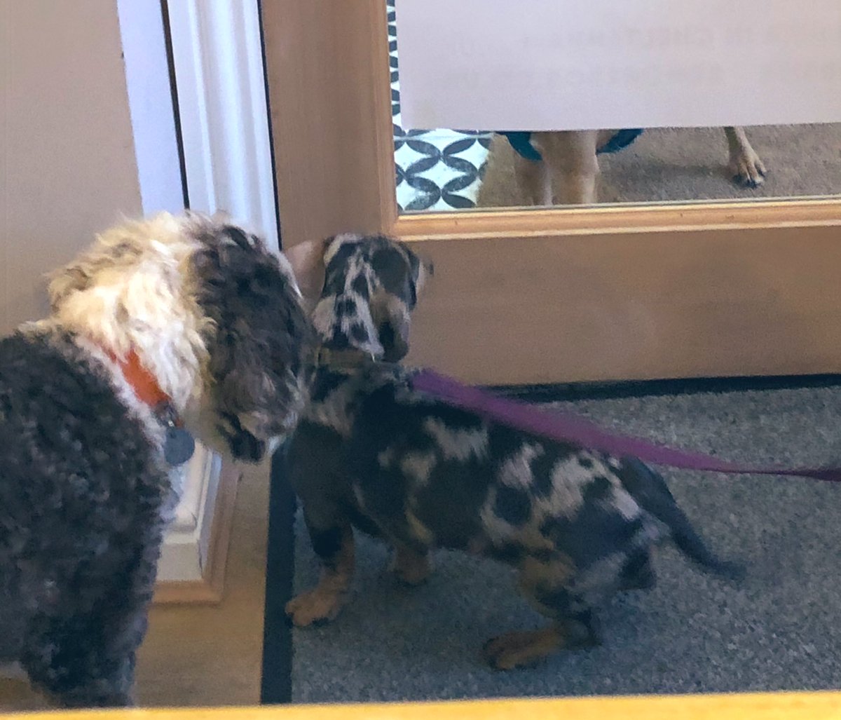 bemorebob2's tweet photo. Me Bob, and my little pal, also Bob, waiting for our pal Milo to come in πππ #TwoBobBits https://t.co/sbsV5sMn11