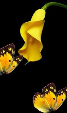 <a href="/godetgerard1/">gerard frederic fiche 9583@-</a> <a href="/AndjelkaPe/">🦌DARLING🐶</a> <a href="/GDroneau/">eveinegC</a> @emmrence <a href="/lamascotte1/">lamascotte (45)</a> <a href="/guyboutault/">boutault guy</a> <a href="/Becassier1/">Becassier</a> <a href="/17Anne17/">-Anne-Coline</a> <a href="/lebeaumatou/">gilbertlouis14</a> <a href="/RSCLdaniel/">fandanne.rscl</a> Coucou Gérard ,très bonne fin d’après midi à toi 😘🍀🌸🍀