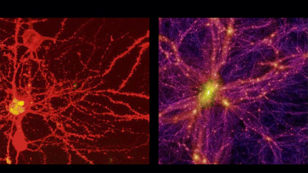 chpdbproject's tweet photo. A sinistra un #neurone, a destra una simulazione dei #filamenti cosmici. Per la prima volta la somiglianza tra queste due strutture è stata quantificata, da un astrofisico e un neurochirurgo italiani.
Leggi l'approfondimento completo: https://t.co/HcIPP0TeBD https://t.co/iywwPXbCwI