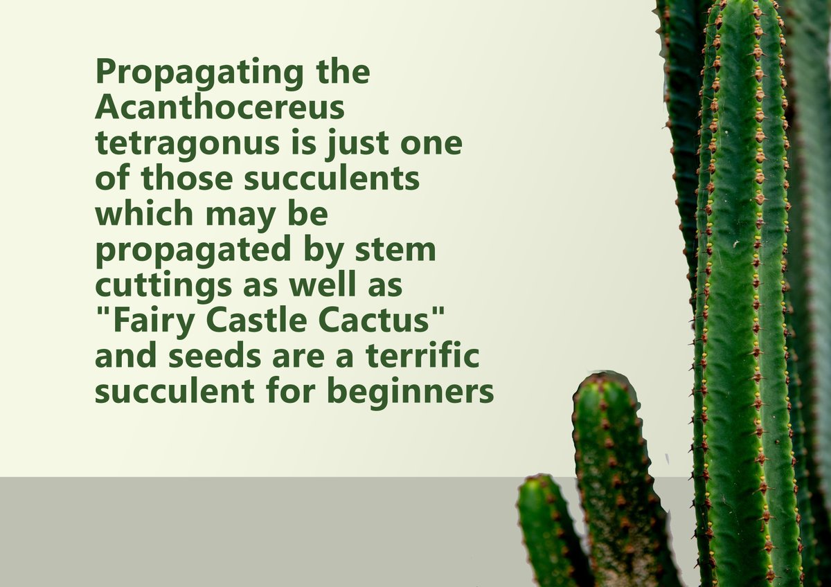 GuidePlanting's tweet image. A Fairy Castle Cactus 🏜🏰🏜, know as Acanthocereus tetragonus, creates yellow or white flowers🌼🌼. This miniature will grow into hundred of green branches.
#cactuslover #fairycastlecactus #plantnation #theplantingguide #houseplants
theplantingguide.com/plant/2020/11/…
