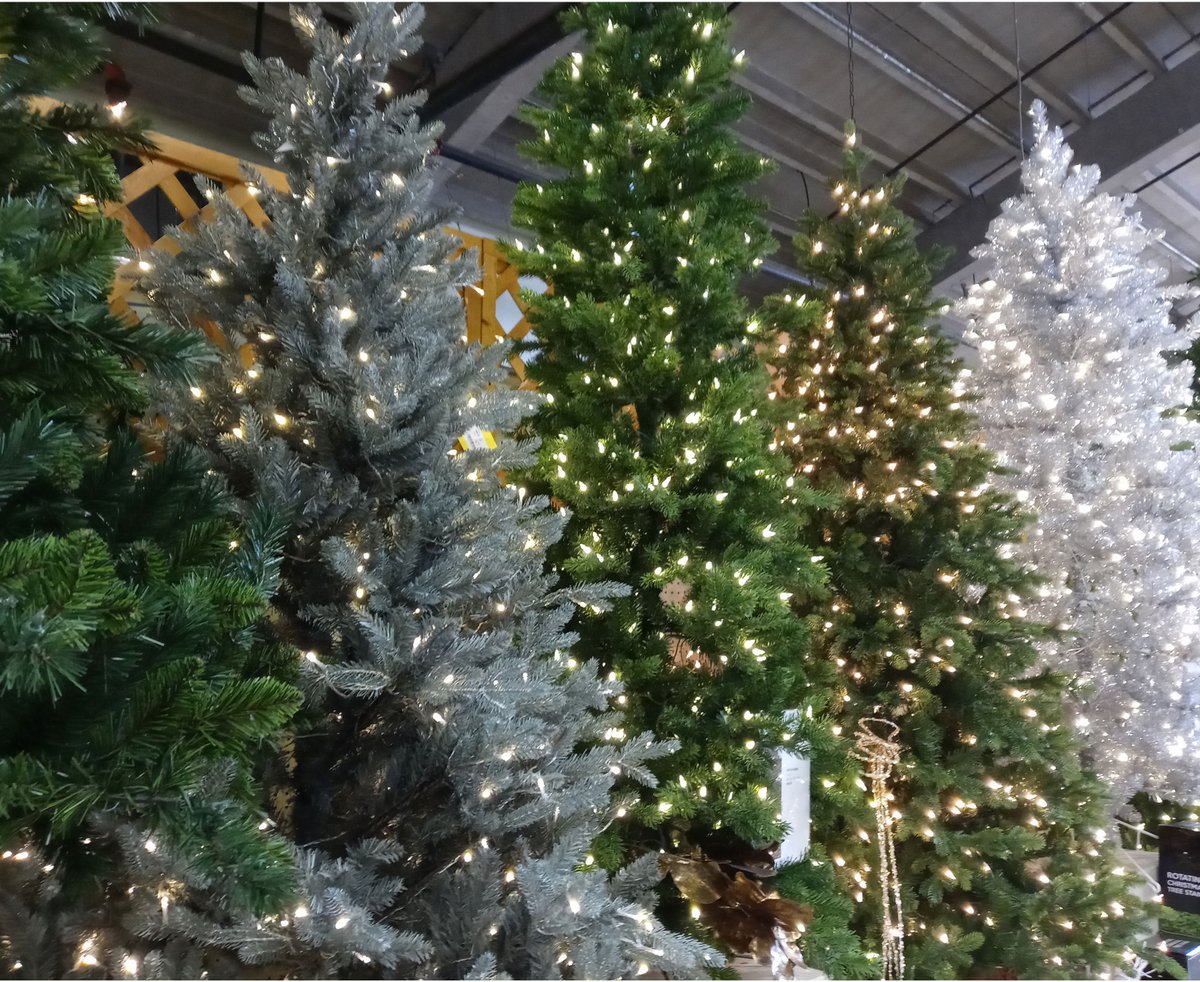 JacobsonFloral's tweet photo. We're open Sunday Nov. 22: 8am-12pm
Come by early and see our selection of Trees, from Majestic Pines to our adorable table top collections, we have a tree for every occasion. Be sure to stock up on all our Holiday favorites. Shop Trees online Here! https://t.co/9W6v5e7MhU https://t.co/5uC44uq3Lw