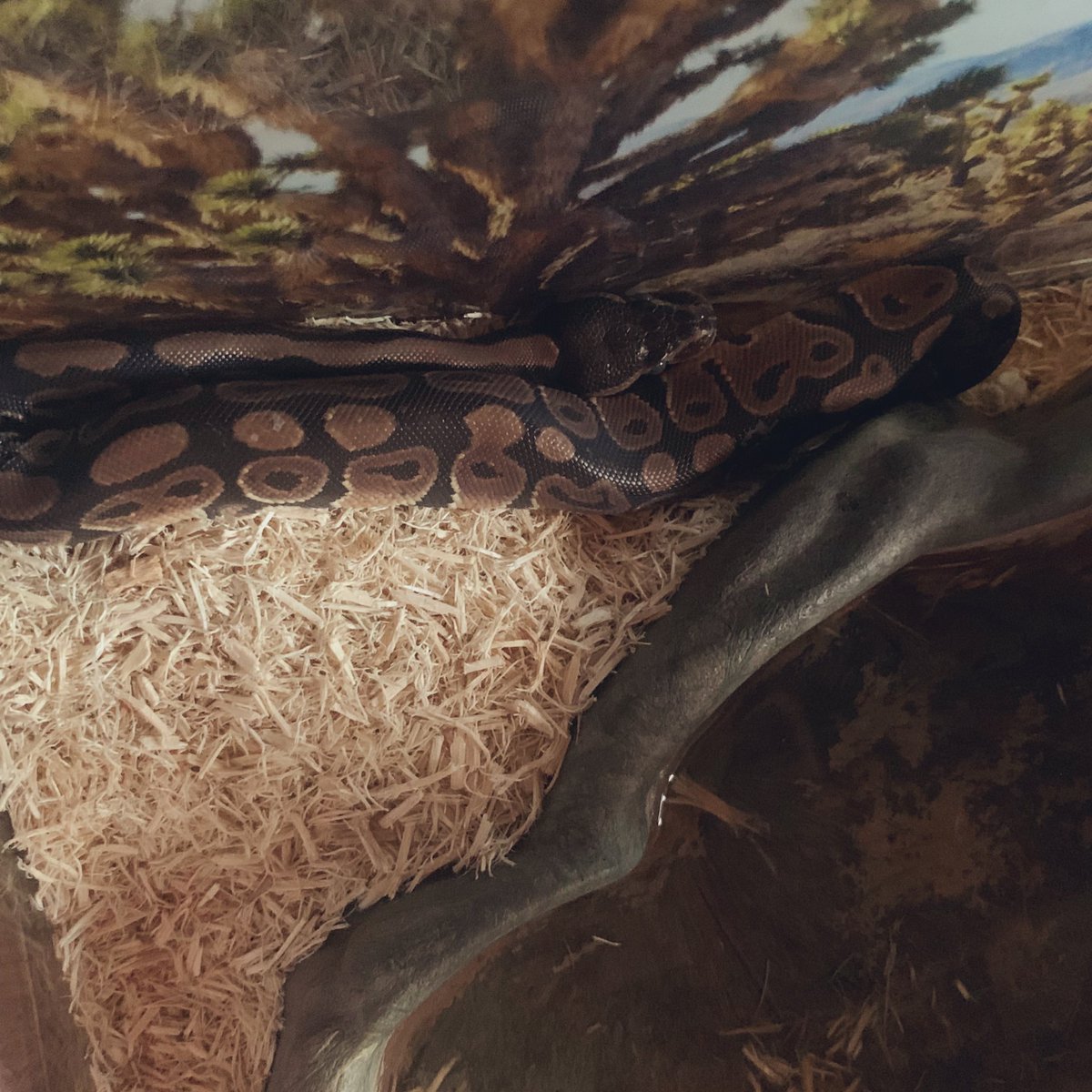 MonsterStitch83's tweet photo. Just some pics of my babies. Yeah, I'm that guy. #reptilians #beardeddragon #ballpython https://t.co/4tZj9LYWAA