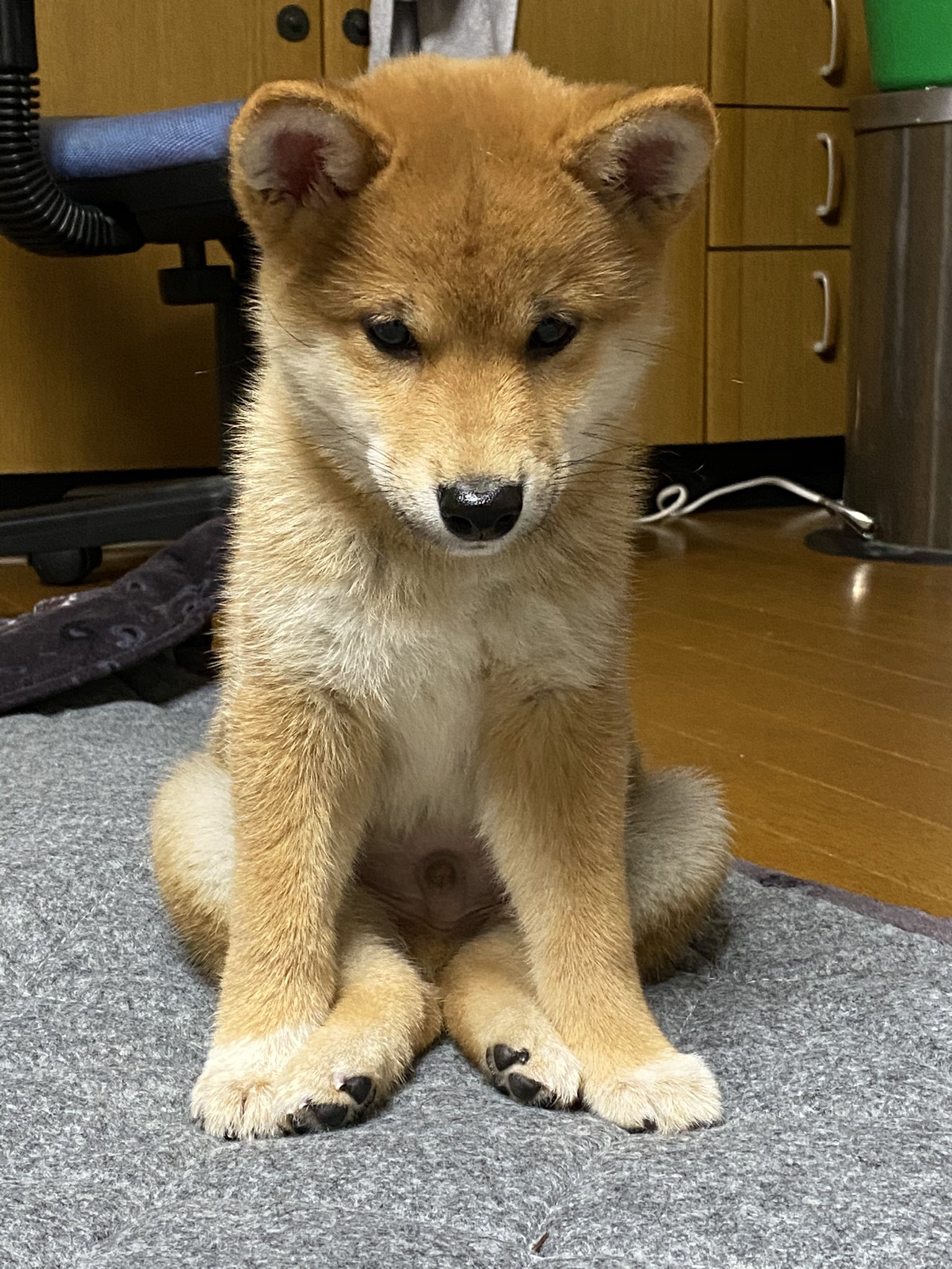柴犬 ろん 俺の知ってる犬の座り方と違うのが気になるが 可愛いから許す