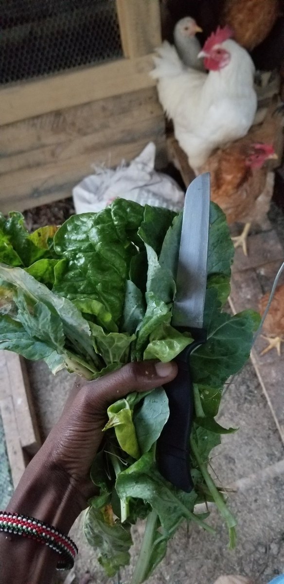 Withered leaves from the shamba for dinner