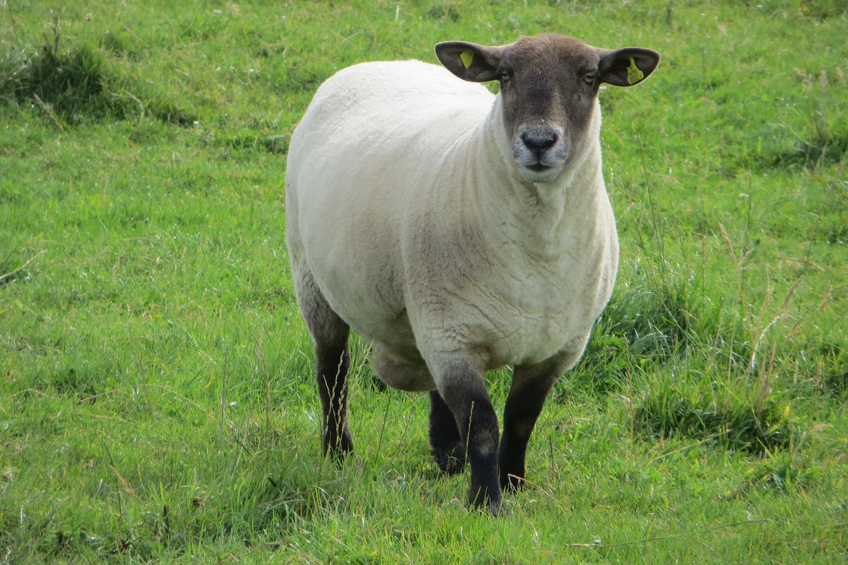 Dept of Agriculture, Food and the Marine tweet media