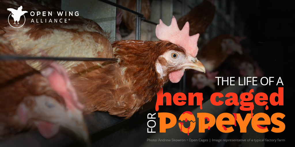 JulesHayz's tweet photo. @PopeyesCA What is @PopeyesCA doing to address this? https://t.co/hzzZRMf7HE

#CrueltyFliesAtPopeyes https://t.co/IizHpmDK4M