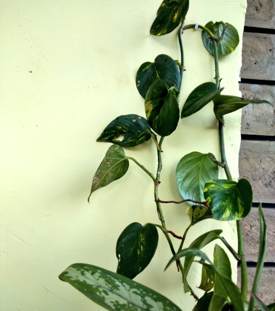 Remember those golden pothos that I snipped and dipped in a water jar? Now they have rooted. They are ready to be planted. 