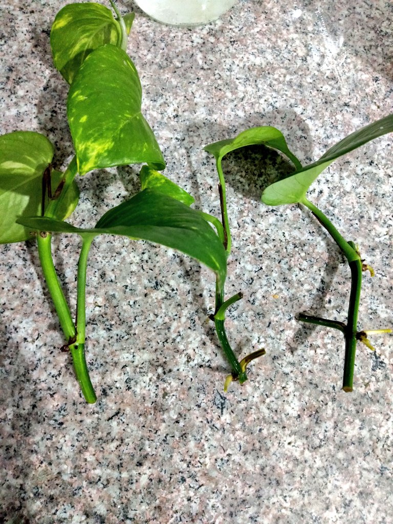 Remember those golden pothos that I snipped and dipped in a water jar? Now they have rooted. They are ready to be planted. 