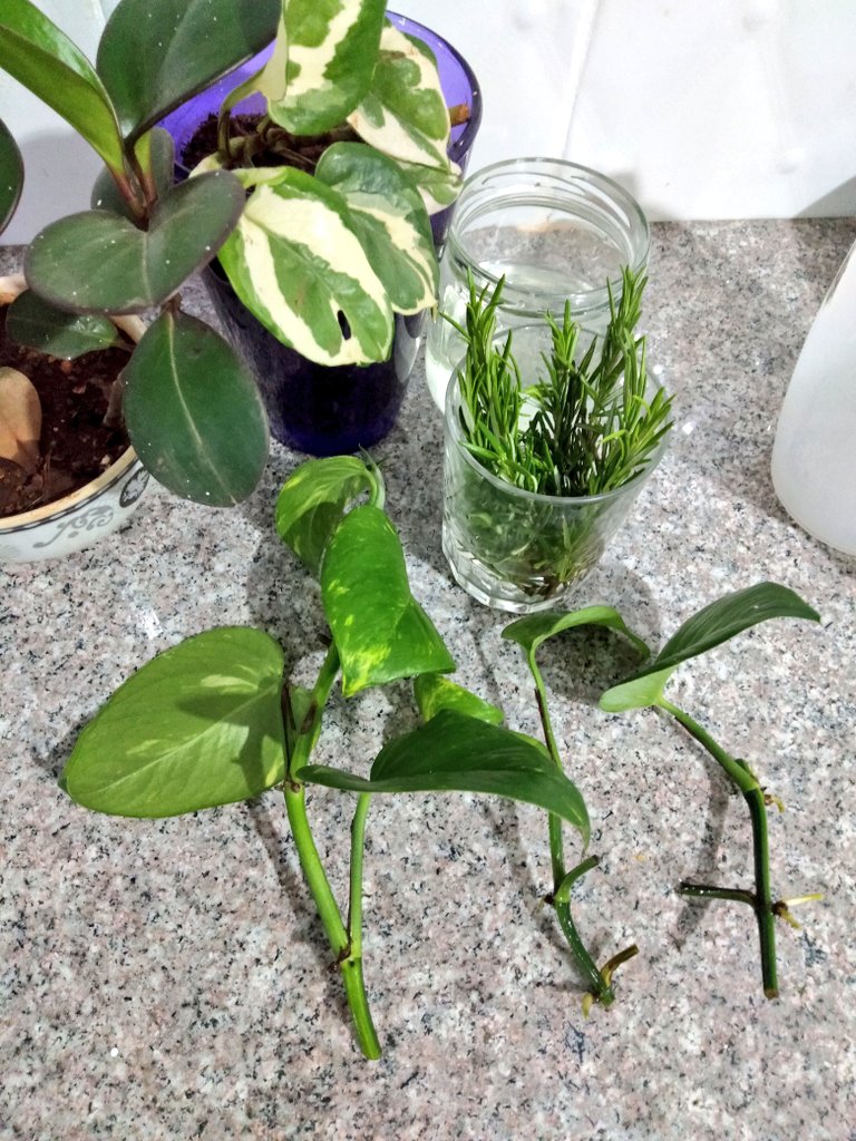 I'm also doing the same to rosemary. On my IG highlights ( @jeanwandimi) you can see how I propagated rosemary.