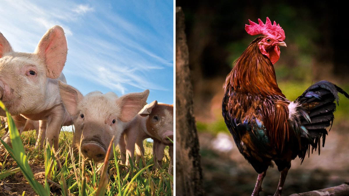 Dept of Agriculture, Food and the Marine tweet media