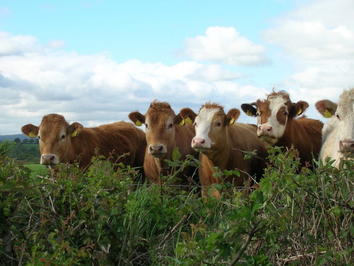 agriculture_ie's tweet photo. As part of Animal Health Awareness Week, tonight's webinar will feature vets @tommythevet and @VetGeraghty advising on cattle diseases and the steps you can take to keep your herd healthy.

➡️Sign up:
https://t.co/kWttFlI3QI

➡️Learn more on #AHAW2020:
https://t.co/t7BQ4ICLGc https://t.co/QJjDd7JGdc