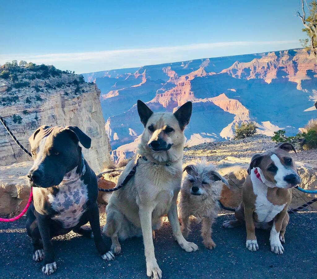 EspanolaHumane's tweet image. Freshly deputized BARK Rangers and Española Humane alumni ambassadogs Bijou, Una Luna, BearBear, and Jellybean moved on from exploring Petrified Forest National Park to hiking the South Rim of Grand Canyon National Park! #BarkRanger #barkrangers #dogsdoi… instagr.am/p/CHvMkyxlOWC/