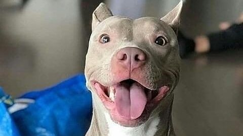 Write a caption

#dog #dogs #dogsoftwitter