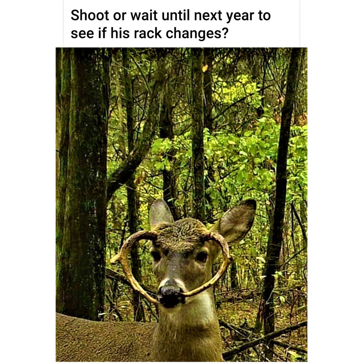 Grandpas_Place1's tweet photo. RT @ItsBigNick: What would you do?😳🦌
#lethimgrow #shoot #cullbuck #hunting #deer #wwyd #antlers #crazyrack https://t.co/8xMpOJLq0Y