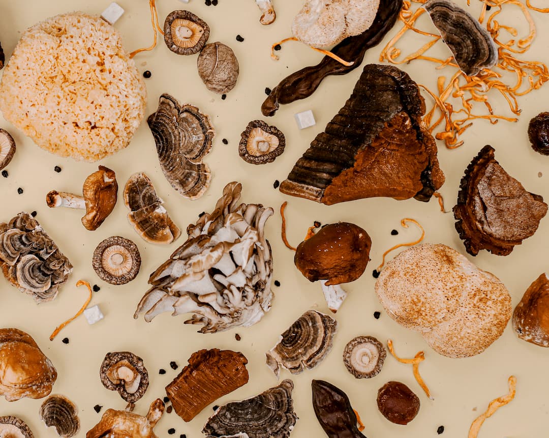 MushroomRevival's tweet photo. Sneak peek into what we've been up to behind the scenes! Lots of exciting announcements coming soon so stay tuned! π
.
#mushlove #mushrooms #mushroomrevival #functionalmushrooms #reishi #chaga #turkeytail #lionsmane #cordyceps #tremella #meshima #maitake #shiitake #poriacocos https://t.co/NXq3k3PDoh