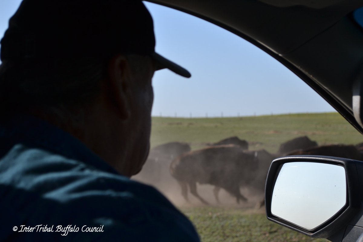 InterTribal Buffalo Council tweet media