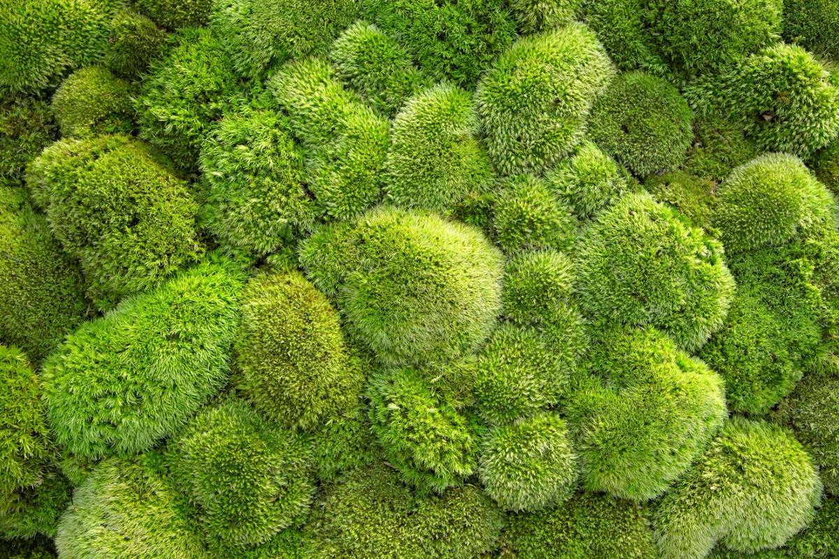 ломариопсис линеата. ломариопсис линеата. папоротник ломариопсис линеата. декоративный мох. мох моносолениум аквариумное растение.