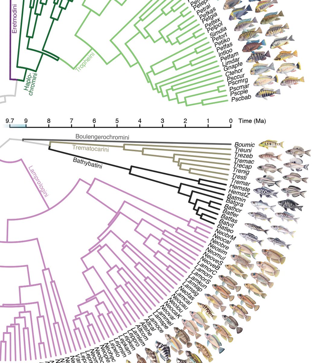 Delighted to see our paper on the "most outstanding example of adaptive radiation", the ~240 species of cichlid fishes in African Lake Tanganyika, published in @nature ! 2 genomes per species, 3D-morphology, ecology, three pulses of phenotypic evolution...
nature.com/articles/s4158…