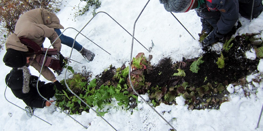 EspacePourLaVie's tweet image. Would you like to move up your harvests in the spring and push back the ones in the fall by adding about three months to the growing period. Read our #blog to find out how to make a #coldframe.
👉 espacepourlavie.ca/blogue/en/do-y…
#Wintergardening  #UrbanAgriculture @agricultureMTL