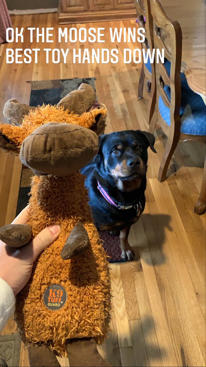 karoly_ryan's tweet photo. Good morning!!! Feeling so much better today, hopefully Luna and her moose make u feel a lil better too😂 https://t.co/4foSQ1Gq0D