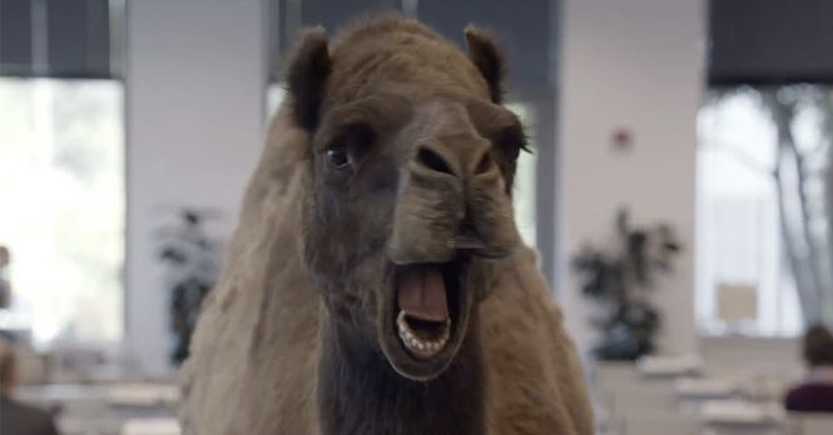 geico camel gif