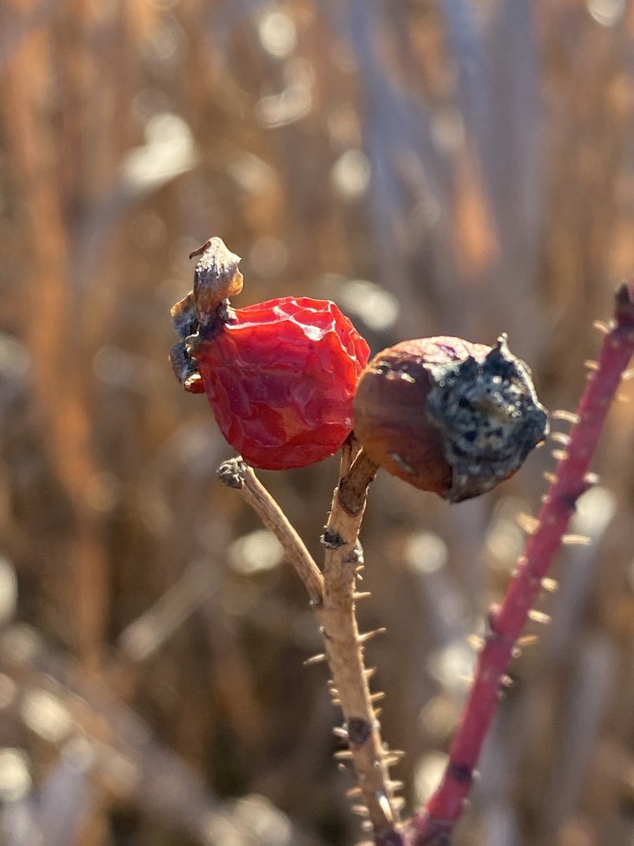 Great morning for a one mile nature walk! #NebExt #Werunextension #NebExtNature