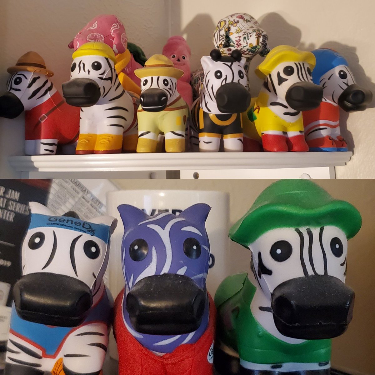 Anna_Alyse07's tweet photo. Does every GC have a special shelf for all their zebras? I need a second one! Favorite is probably the Mountie I got in Vancouver! #nsgc2020 @GeneDx #zebracollection https://t.co/GrJZIWjHAD