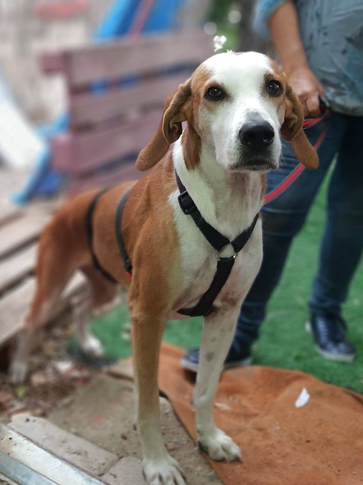 AmaregarDefensoraAnimalista, EcoFeminista tweet media