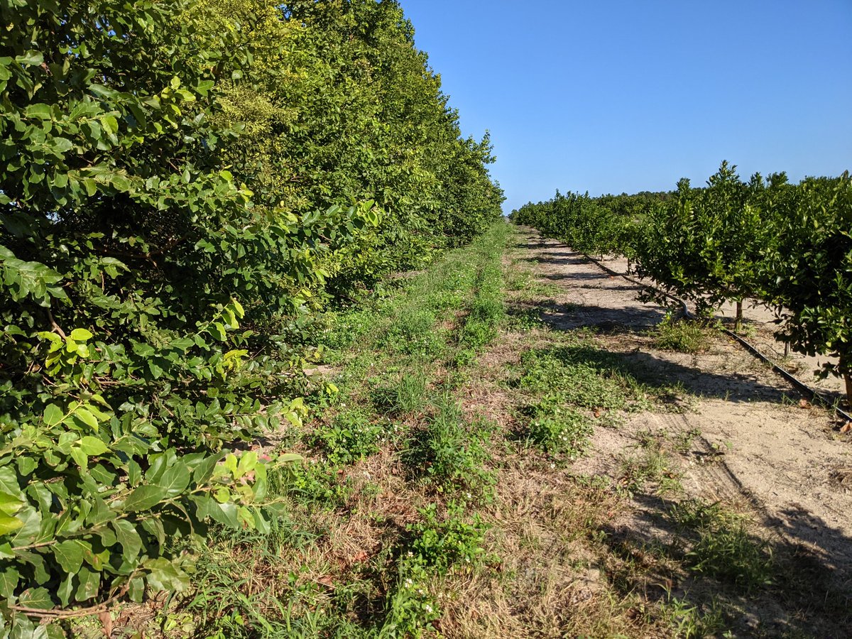 UFCitrusBugs's tweet photo. Busy morning removing undergrowth to prep for our windbreak enhancement project with @XavierMartini and Brett Blaauw, led locally by @arachnonaut 
Next week: planting mixed vegetation into this clearing!
@UFIFASCitrusREC @UFEntomology @SouthernSARE #UFBugs #AllInFor Citrus 🍊 https://t.co/zk1p0gSrG1