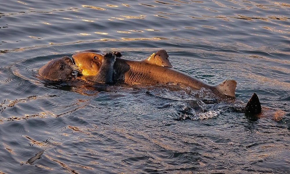 simplyscuba's tweet photo. A sea otter surfaced with a large shark in its grasp recently, to the astonishment of onlookers. But what happened next is not clear.
Read - https://t.co/YLkHnidDNa
#dailyscubanews #seaotter #shark #rareshark #marinelife #news #scubadiving #simplyscuba https://t.co/TG5PfR26Mb