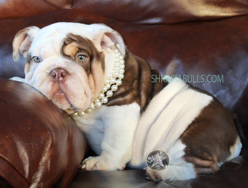 Shrinkabulls's tweet photo. Duchess In Pearls!!! https://t.co/OyMHLOIvry