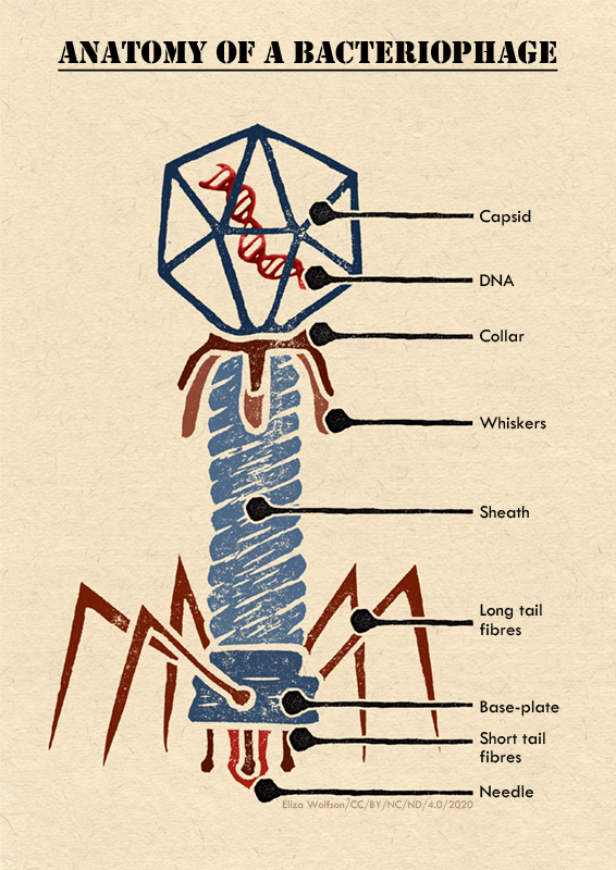 eliza_coli's tweet photo. Behold my stampy classic #phage #anatomy commission...
#SciGraphics #SciArt #printmaking https://t.co/mTRXeqsU4p