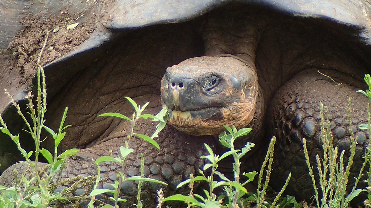 Galápagos Conservancy (@savegalapagos) on Twitter photo #ICYMI: Decades of #Galapagos tortoise research and conservation by GC science advisors James Gibbs & Linda Cayot, and GTRI director <a href="/wacho_tapia/">Wacho Tapia</a>, have culminated in an amazing new book, 'Galapagos Giant Tortoises' -- available now! Details: bit.ly/2JuxqHz.
📷D. Downing #ICYMI: Decades of #Galapagos tortoise research and conservation by GC science advisors James Gibbs & Linda Cayot, and GTRI director <a href="/wacho_tapia/">Wacho Tapia</a>, have culminated in an amazing new book, 'Galapagos Giant Tortoises' -- available now! Details: bit.ly/2JuxqHz.
📷D. Downing