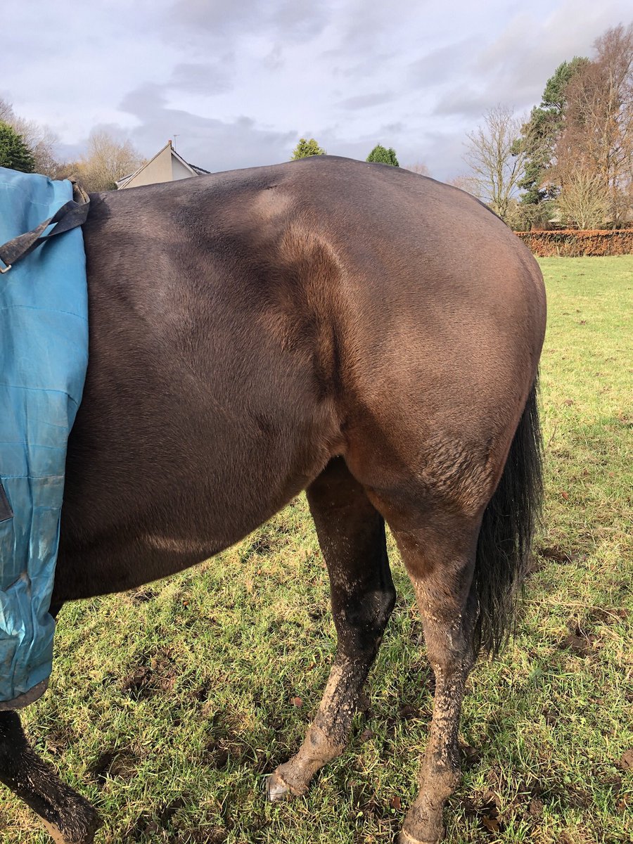 Lib2107's tweet photo. Went to see Doc last week @MikeSmithRacin1 think he’s enjoying his holidays #gettingchubby #happyboy https://t.co/3WlmHnFY2Z