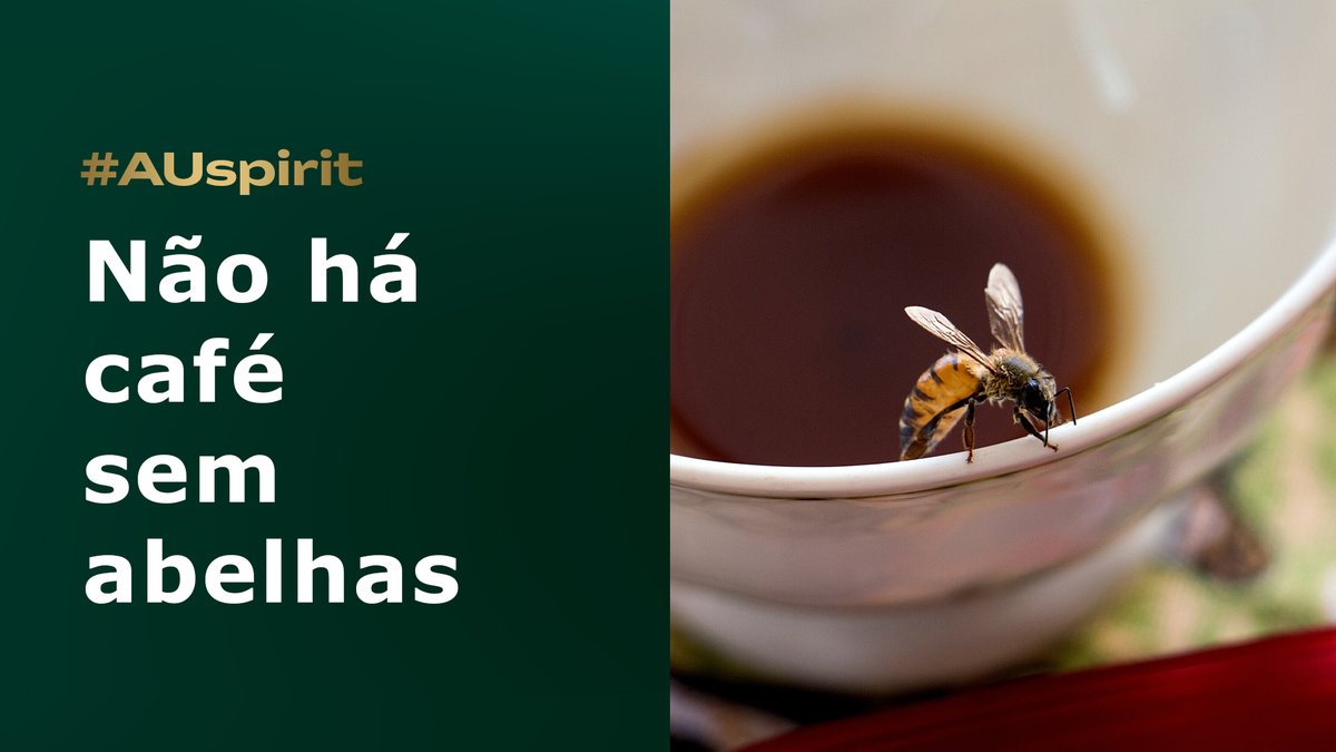 EmbAusBrasil's tweet photo. Uma coisa que brasileiros e australianos amam é café.
Você sabia que as abelhas quem polinizam as plantas de café? Portanto, semabelhas, o mundo não teria café! Descubra como os dois países se uniram para salvar as abelhas. https://t.co/dOAbyuTuHV 
#AUspirit #DYK https://t.co/7M4qHyFvG1